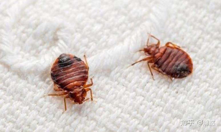 这是跳蚤吗还是什么