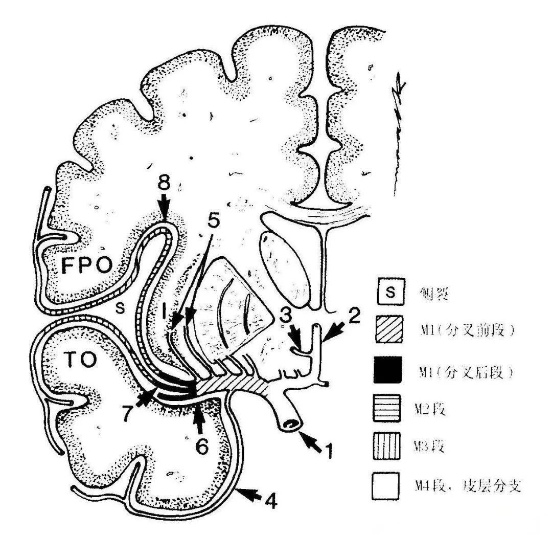 【推荐】颞叶 解剖、血供及影像 - 知乎
