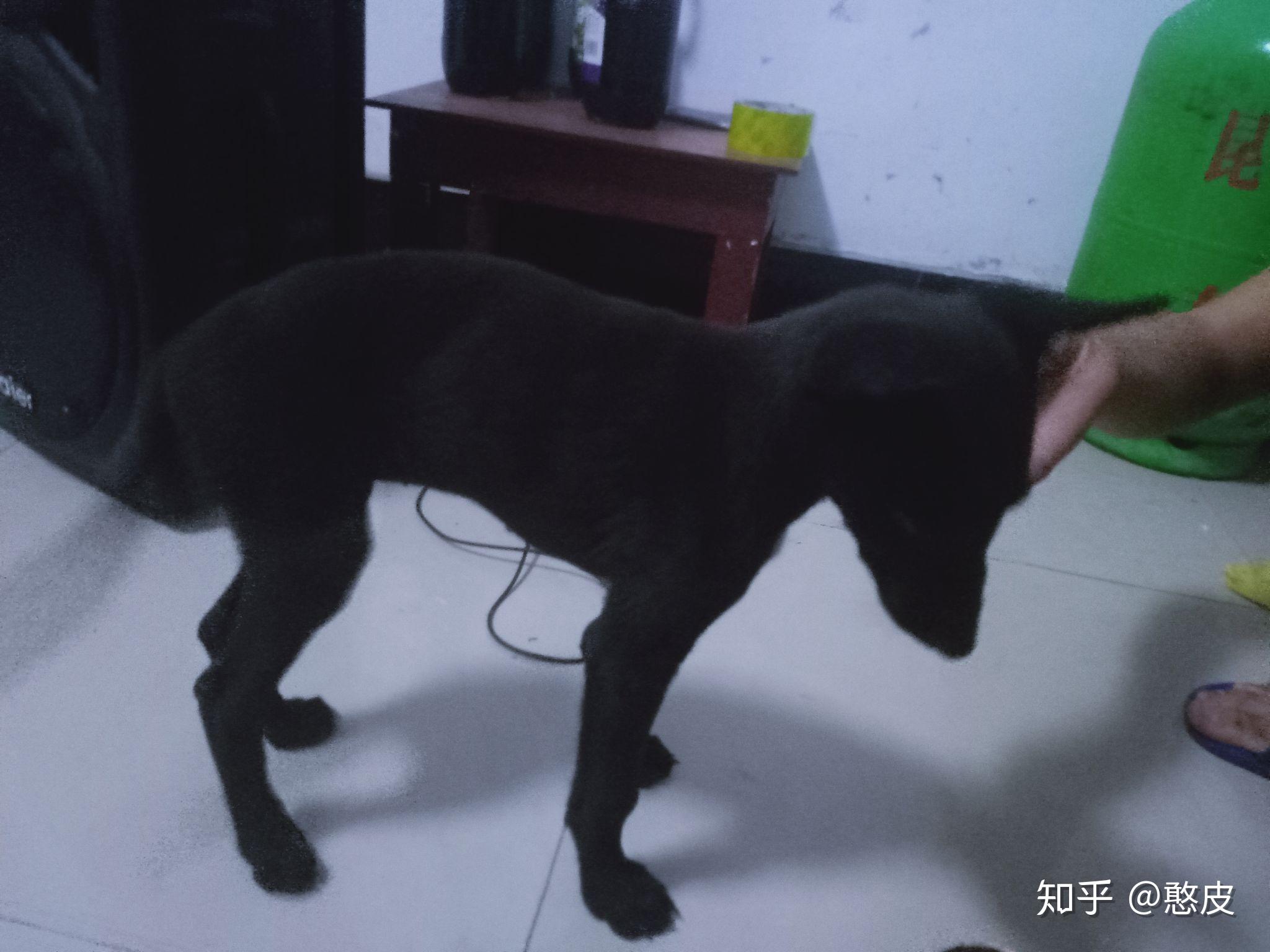 请问全身黑只有胸口一小戳白毛的是什么狗?谢谢