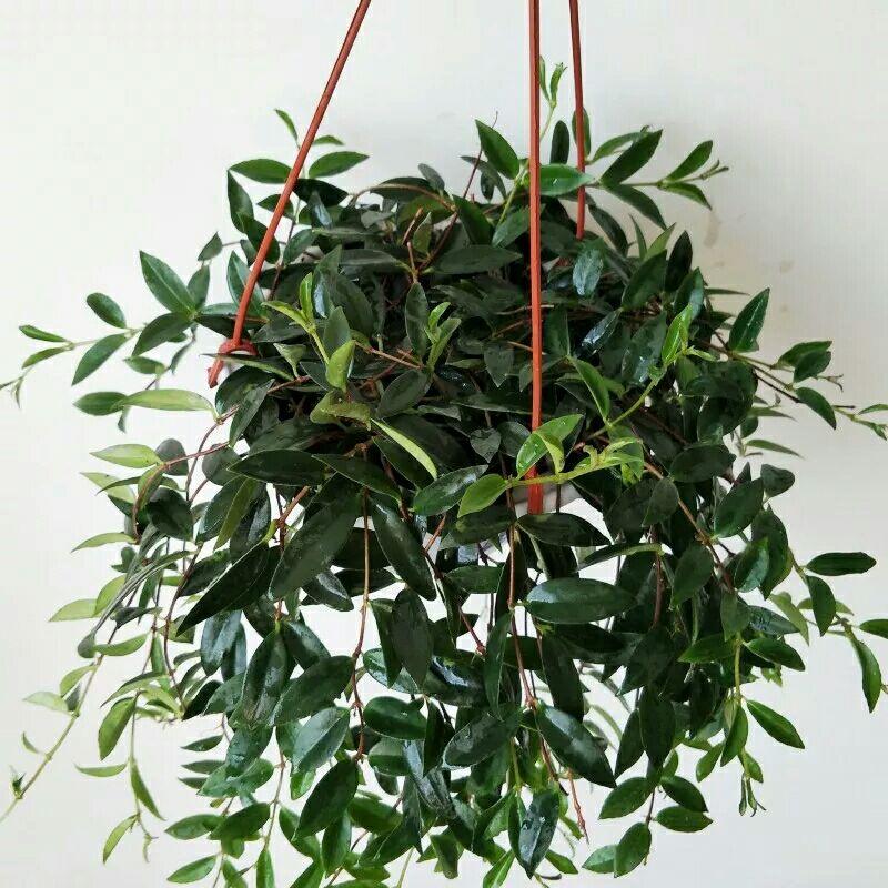 适合室内种植的像藤条一样下垂的植物有哪些