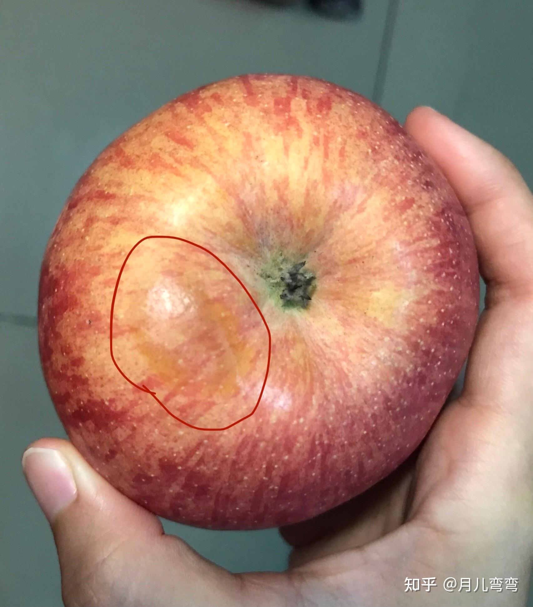 苹果撞伤和腐烂怎么区别