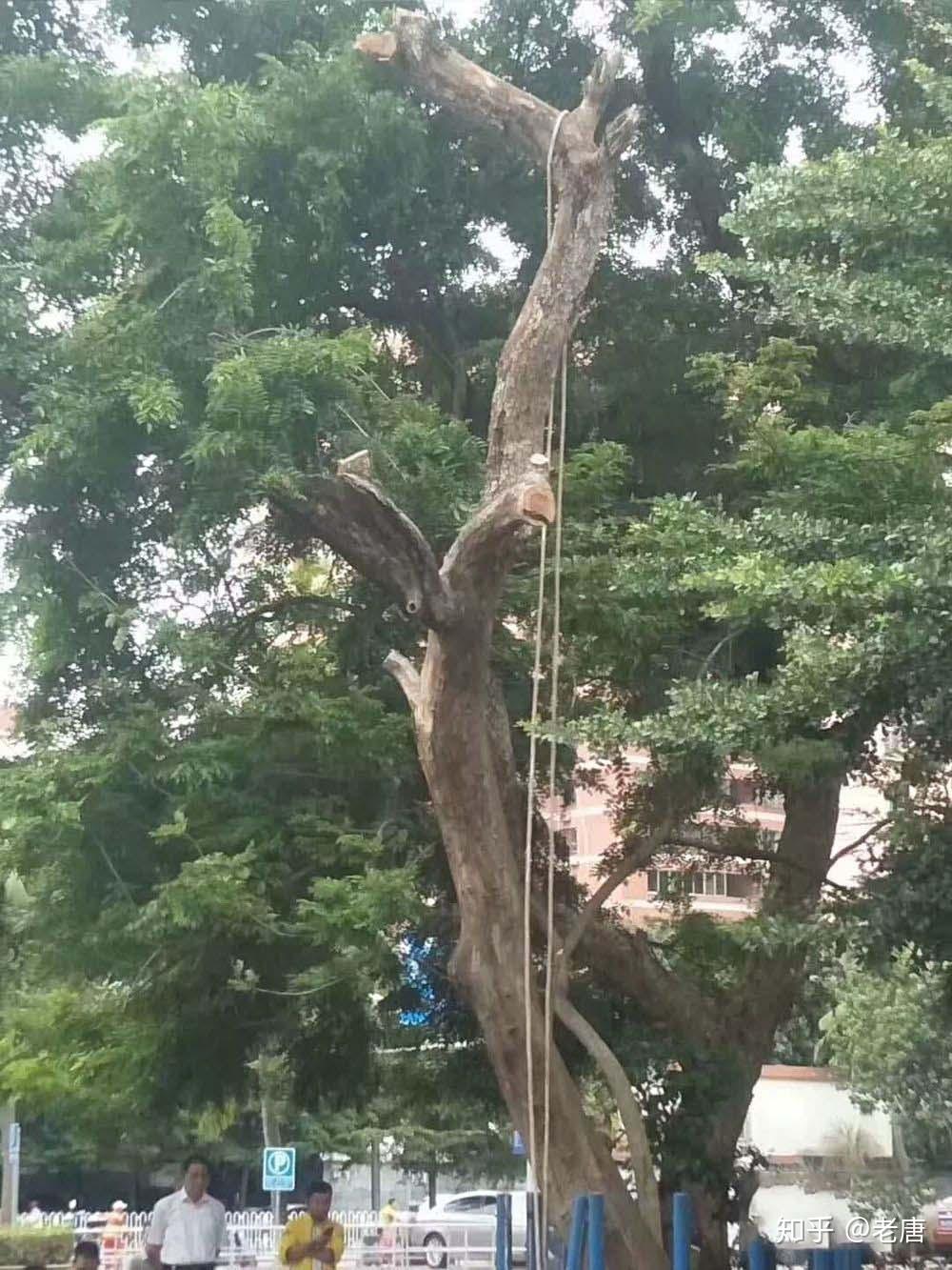 有没有看见过海南黄花梨大树的(附照片 知乎