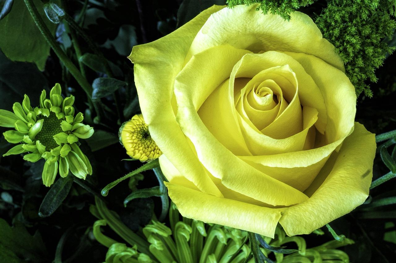 黄玫瑰是什么意思