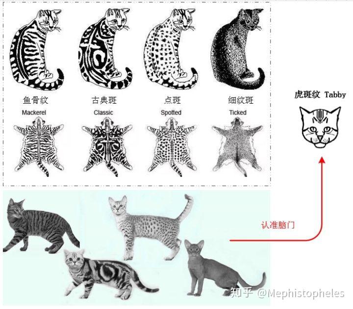 狸花猫有哪些斑纹? - 知乎