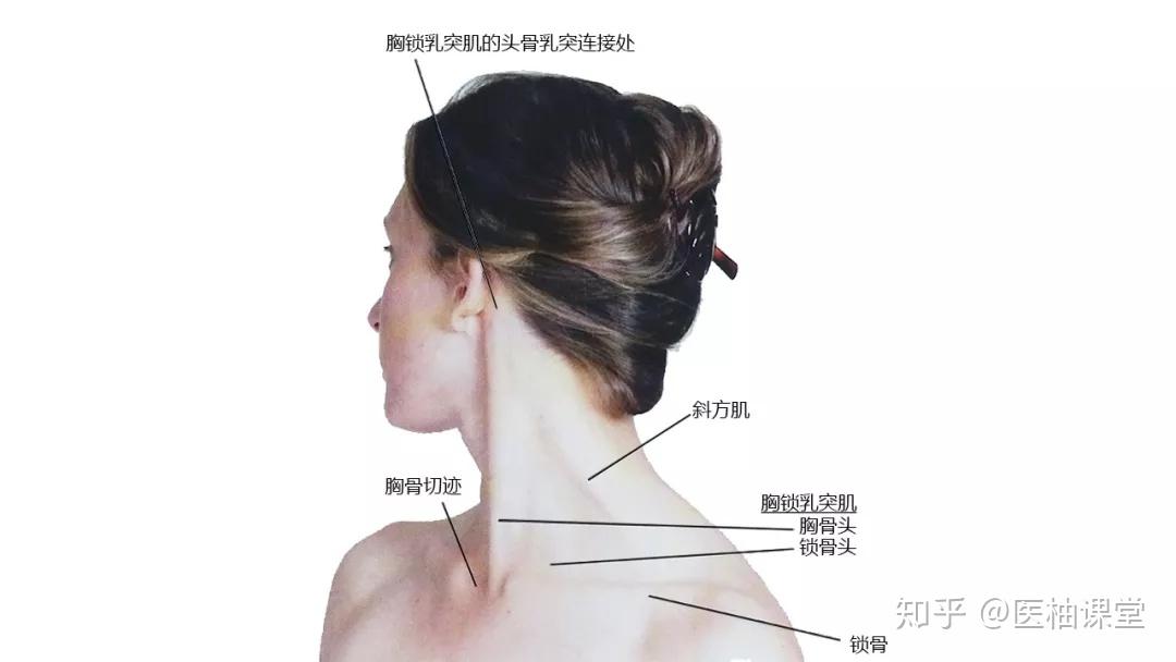 27张高清解剖图带你认识头、面、颈部骨骼及肌肉名称! - 知乎
