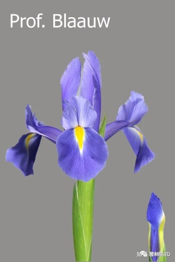 Iris 鸢尾——以彩虹女神命名的花儿不仅是蓝色的 - 知乎