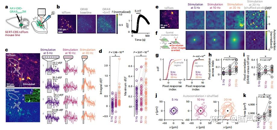 Nat neurosci:为何压力大时情绪难自控?一石激起千层浪!科学揭示中缝核5-HT非线性递归抑制机制 - 知乎