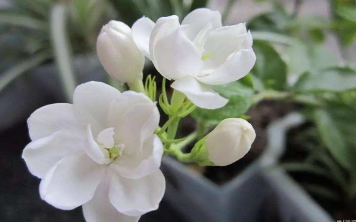 茉莉花的养护和修剪 知乎