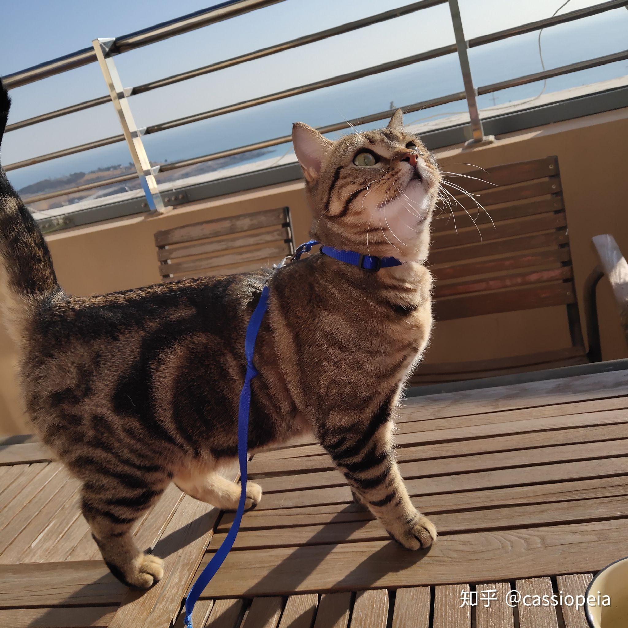 棕虎斑是狸花猫吗