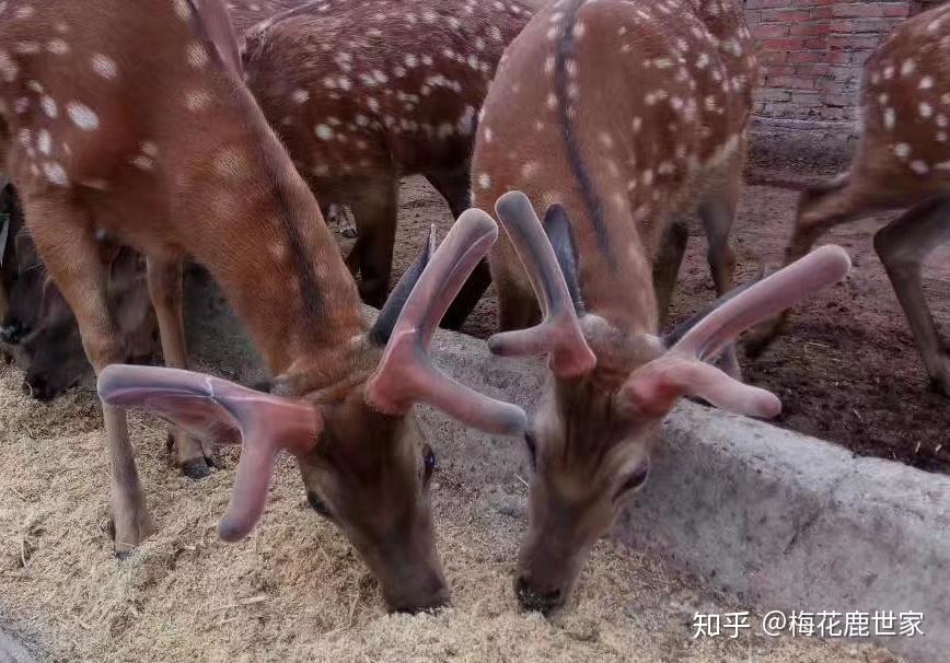 鹿角和鹿茸有什么区别? - 知乎