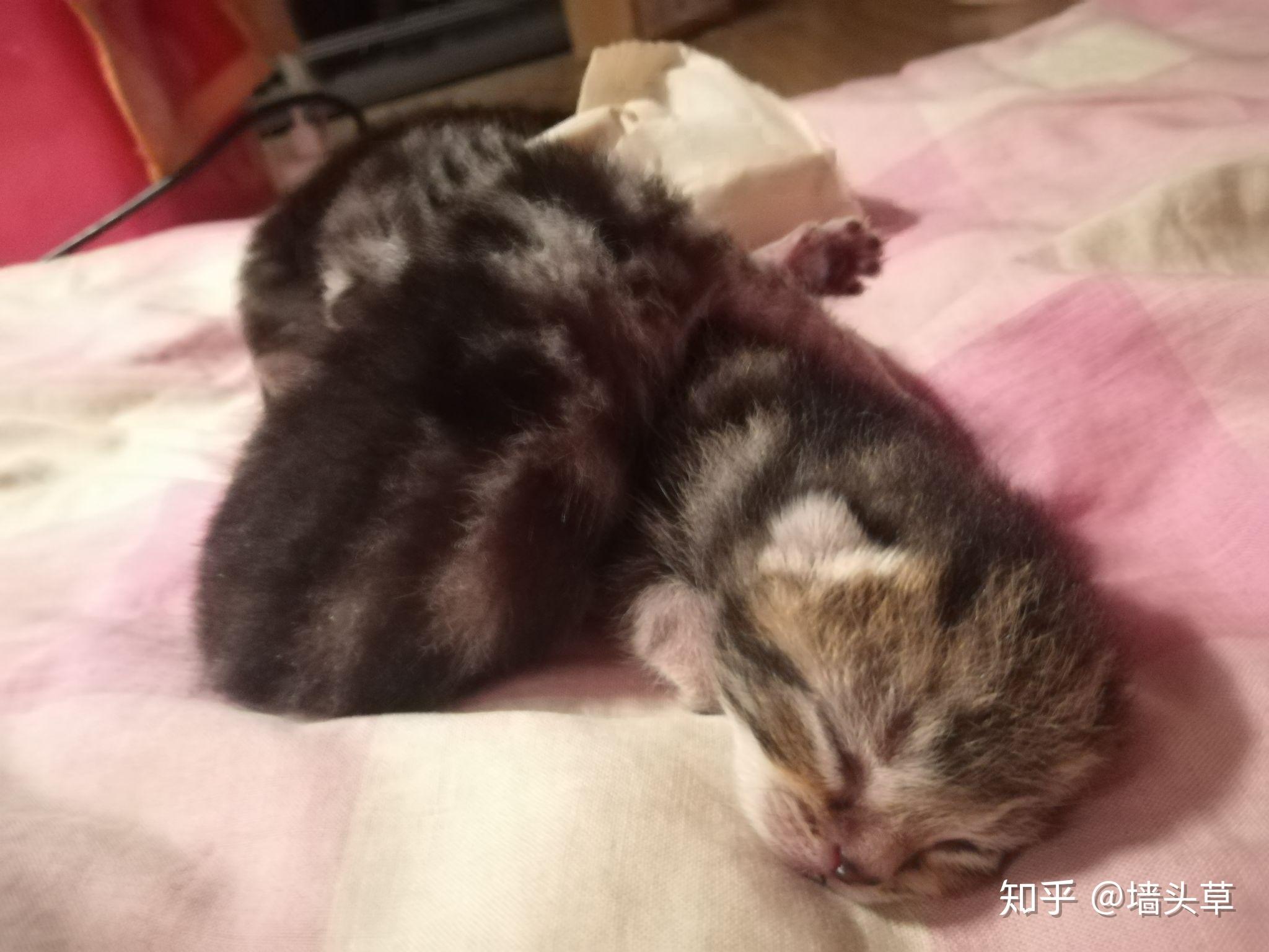 人来回走不管小猫小猫叫母猫还发出呜呜声音而且刚生了一只肚子还很大