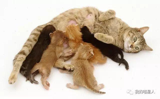 一只母猫可以同时怀上多只公猫的孩子？ - 知乎