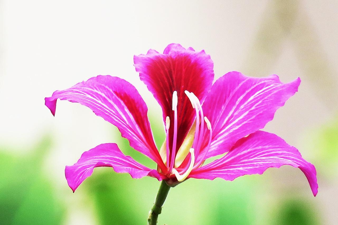 紫荆社区配套详述