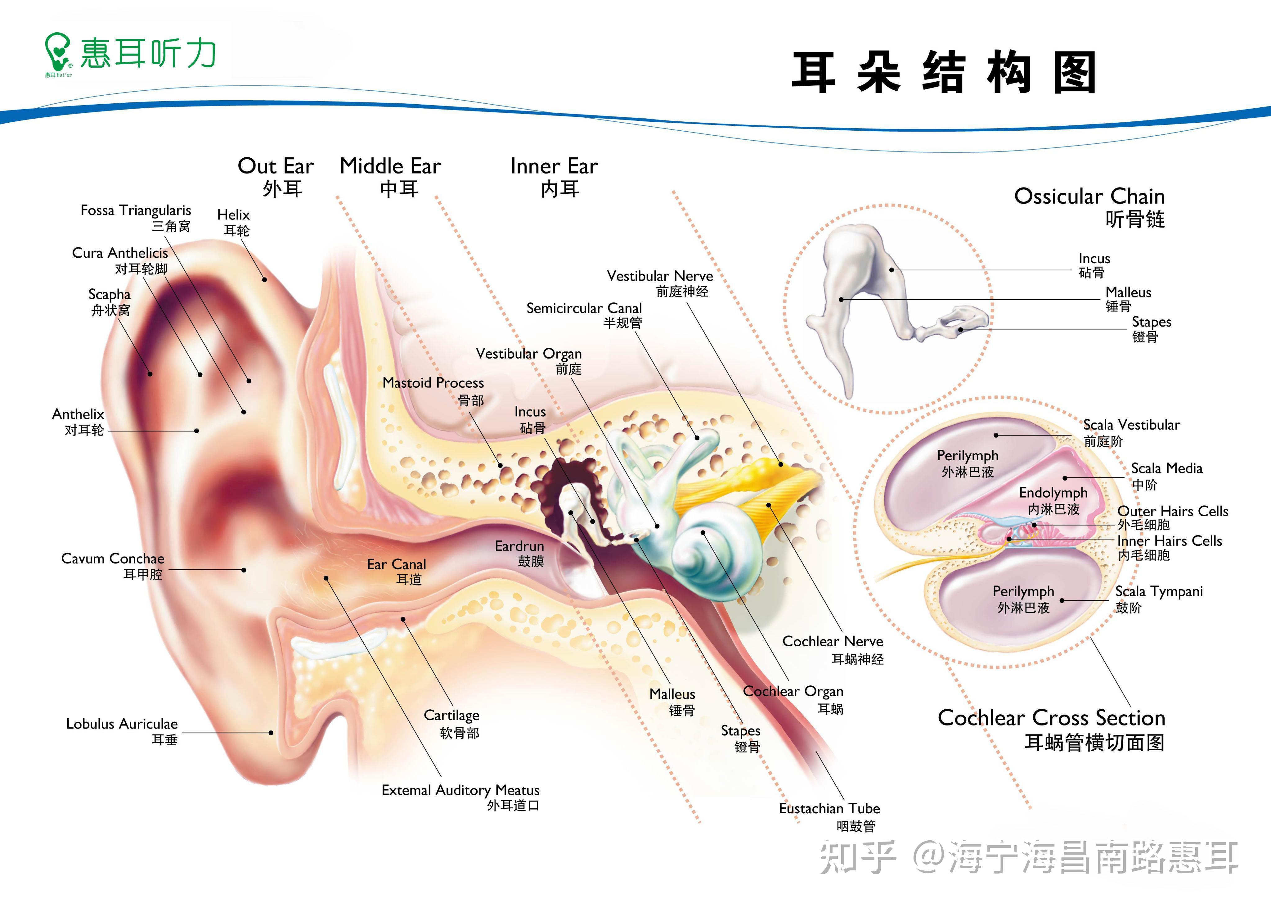 鼓膜正常标志图图片