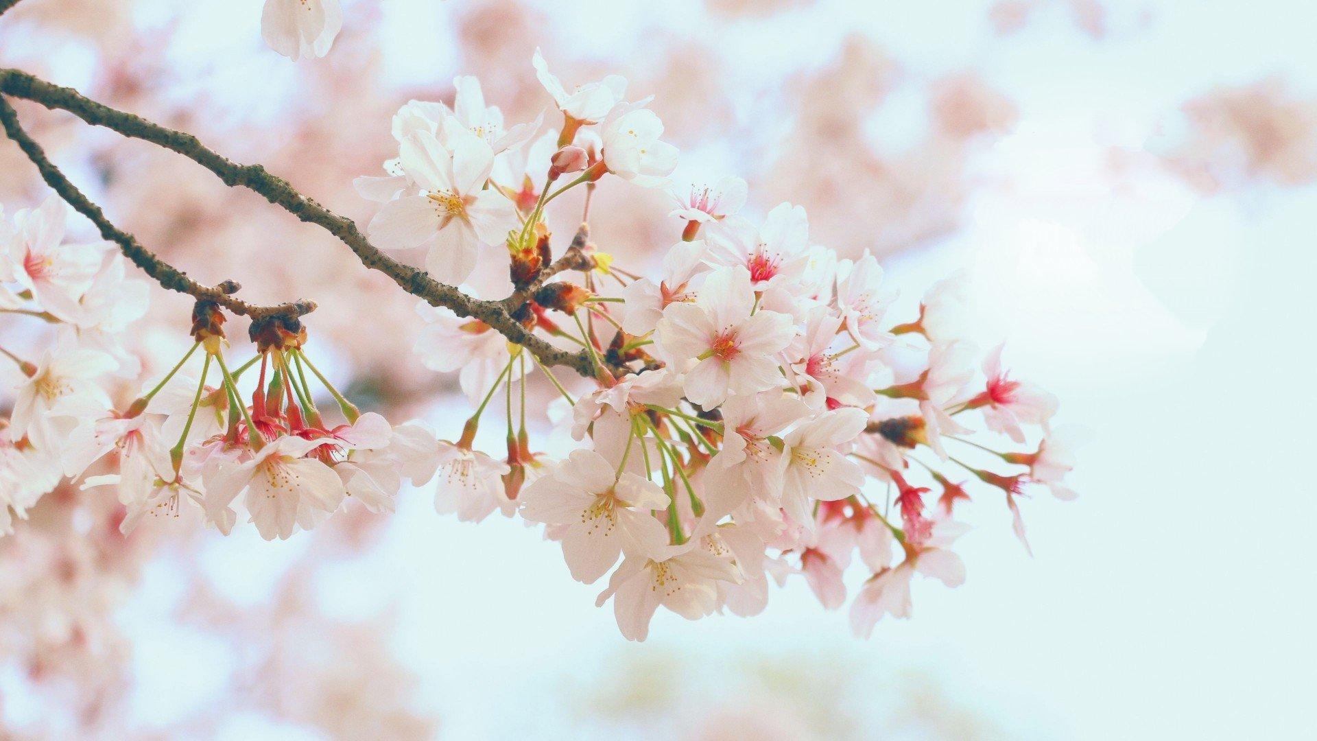 有哪些优雅的windows10壁纸