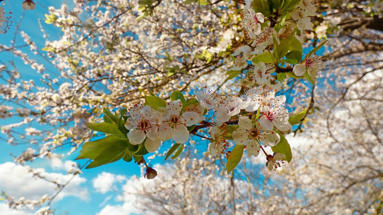 月季株型适宜间距