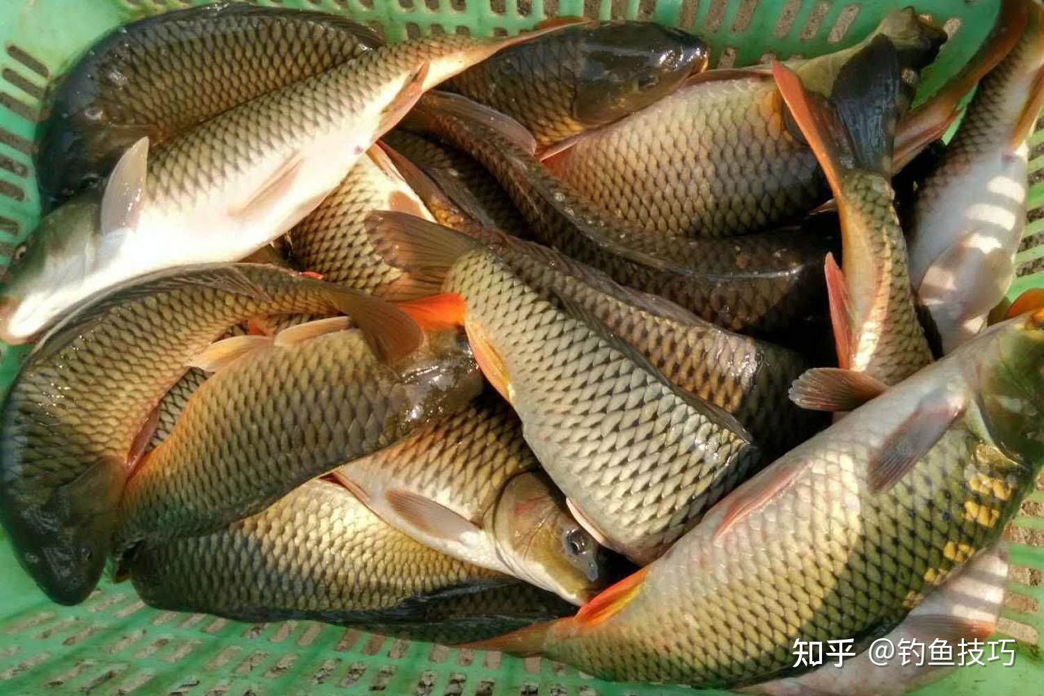 鱼不开口、鱼口很轻或鱼口很滑时应该如何应对?钓鱼的促开口方法 - 知乎