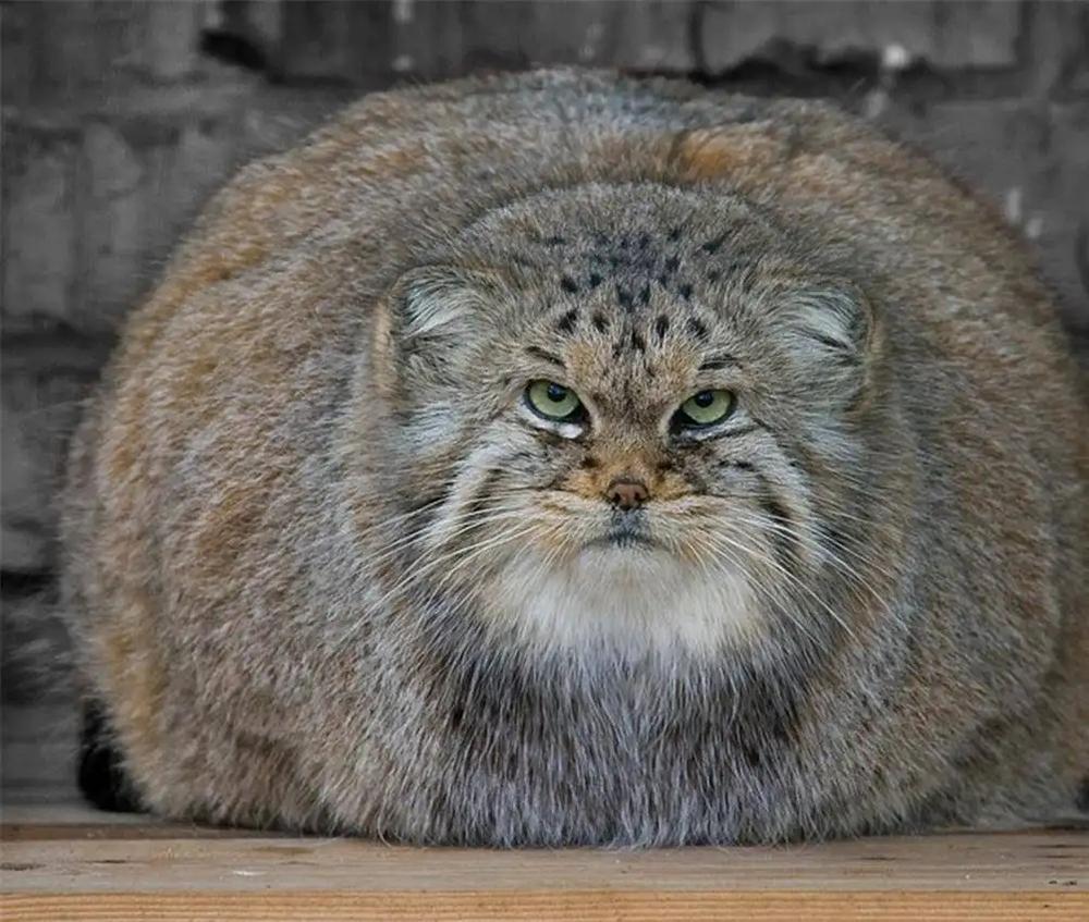 兔狲的名字是怎么来的?