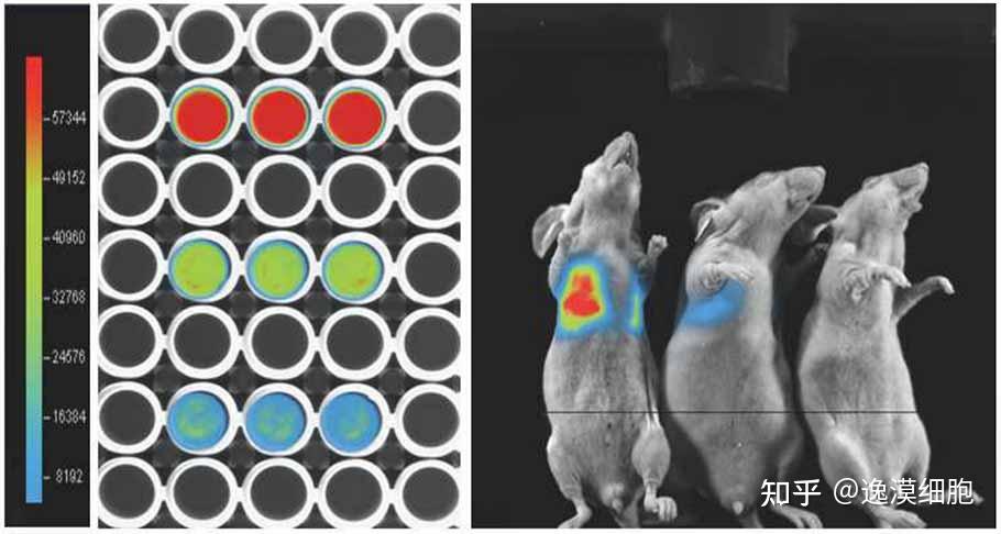 细胞荧光标 - 知乎