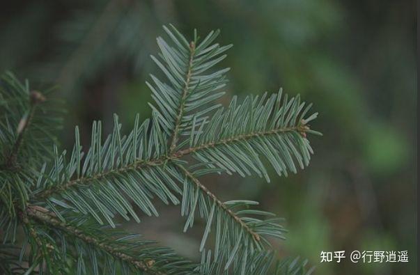 The Fir-Tree 冷杉树 by 作者 Hans Christian Andersen 安徒生 - 知乎