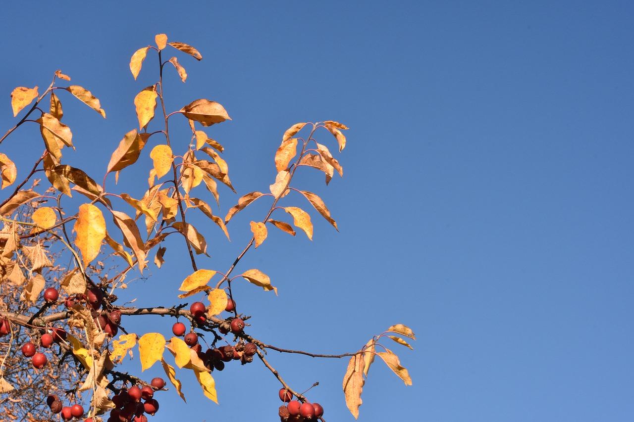 4. 鸭掌木枝条管理