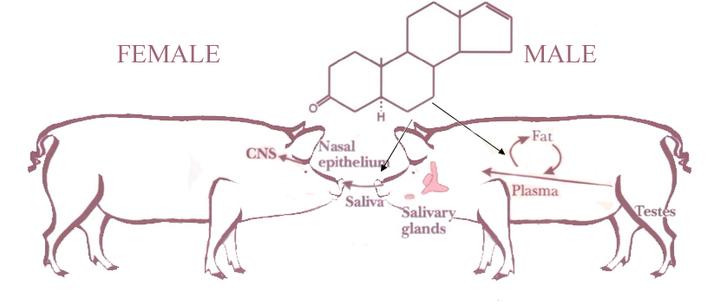 神奇的分子 雄烯酮（Androstenone） 能让狗停止吠叫的猪信息素 - 知乎