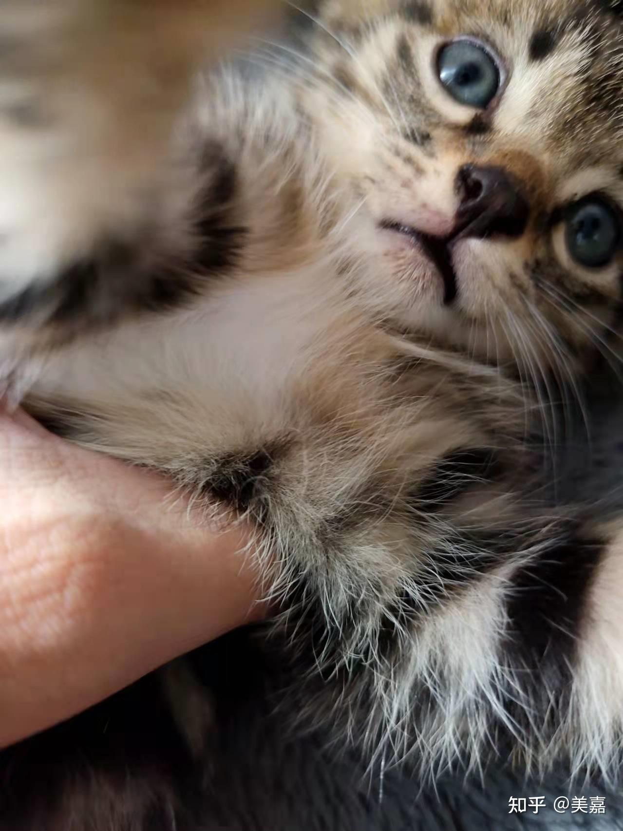 有纯种的蓝眼睛狸花猫吗,是由基因决定的吗? - 知乎