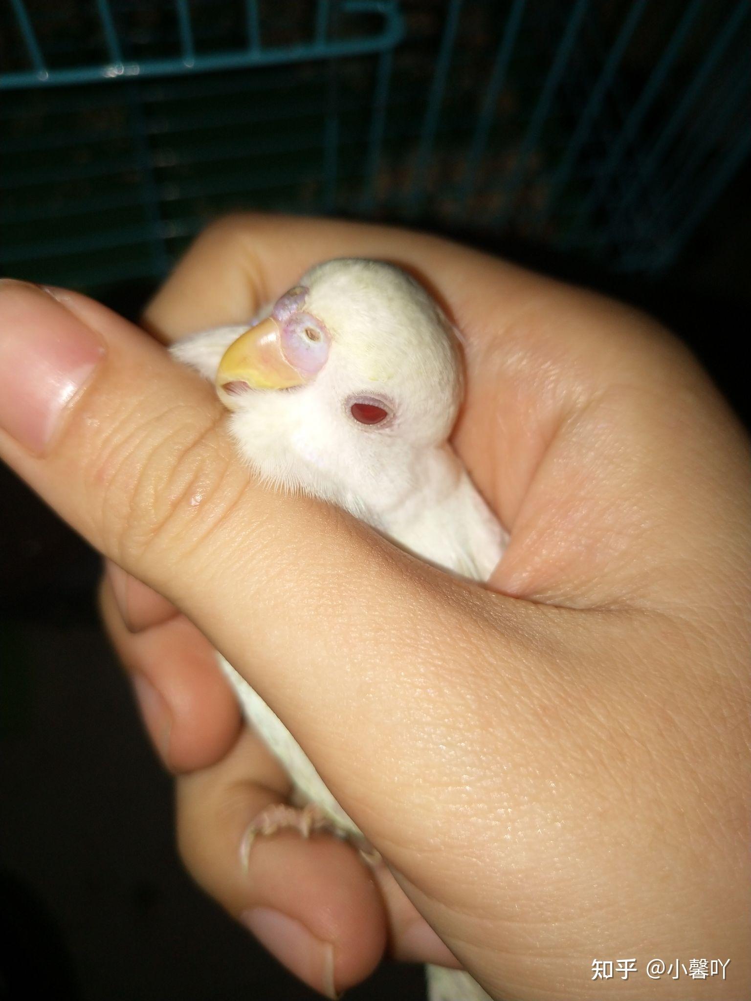 白化红眼虎皮鹦鹉怎么判断公母? - 知乎