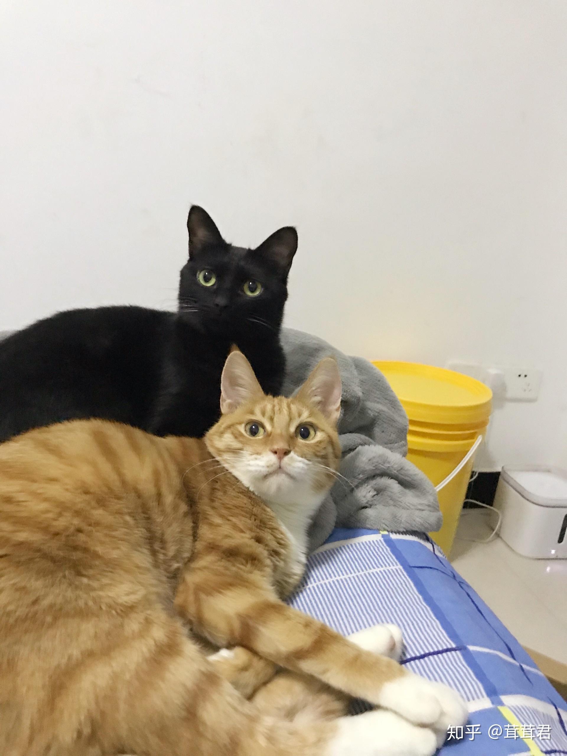 养三只猫或以上是一种什么样的体验