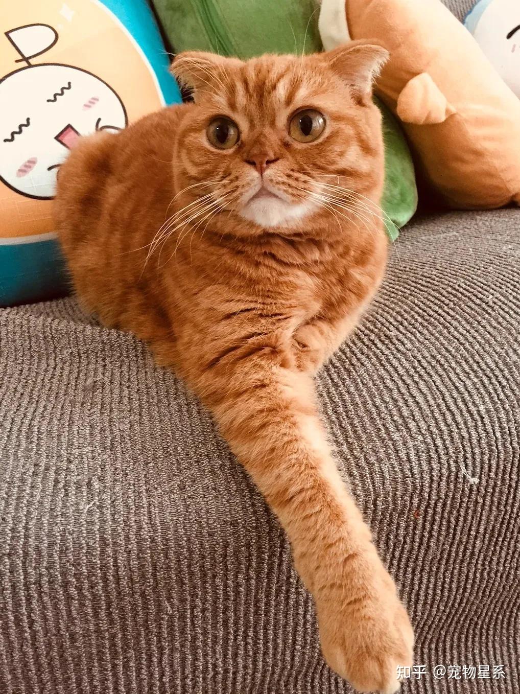 关于猫咪死了可以给它超度么的信息