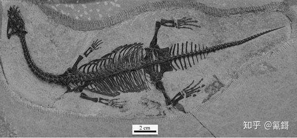 为什么长颈蛇颈龙的脖子进化得那么长