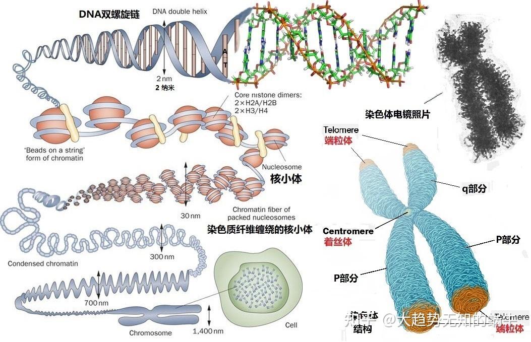 我们不知道答案的125个科学问题(65)端粒和着丝粒 - 知乎