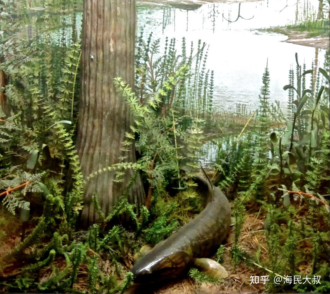 泥盆纪有哪些特点物种的演化在泥盆纪有哪些突破