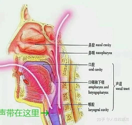 为什么会厌叫会厌