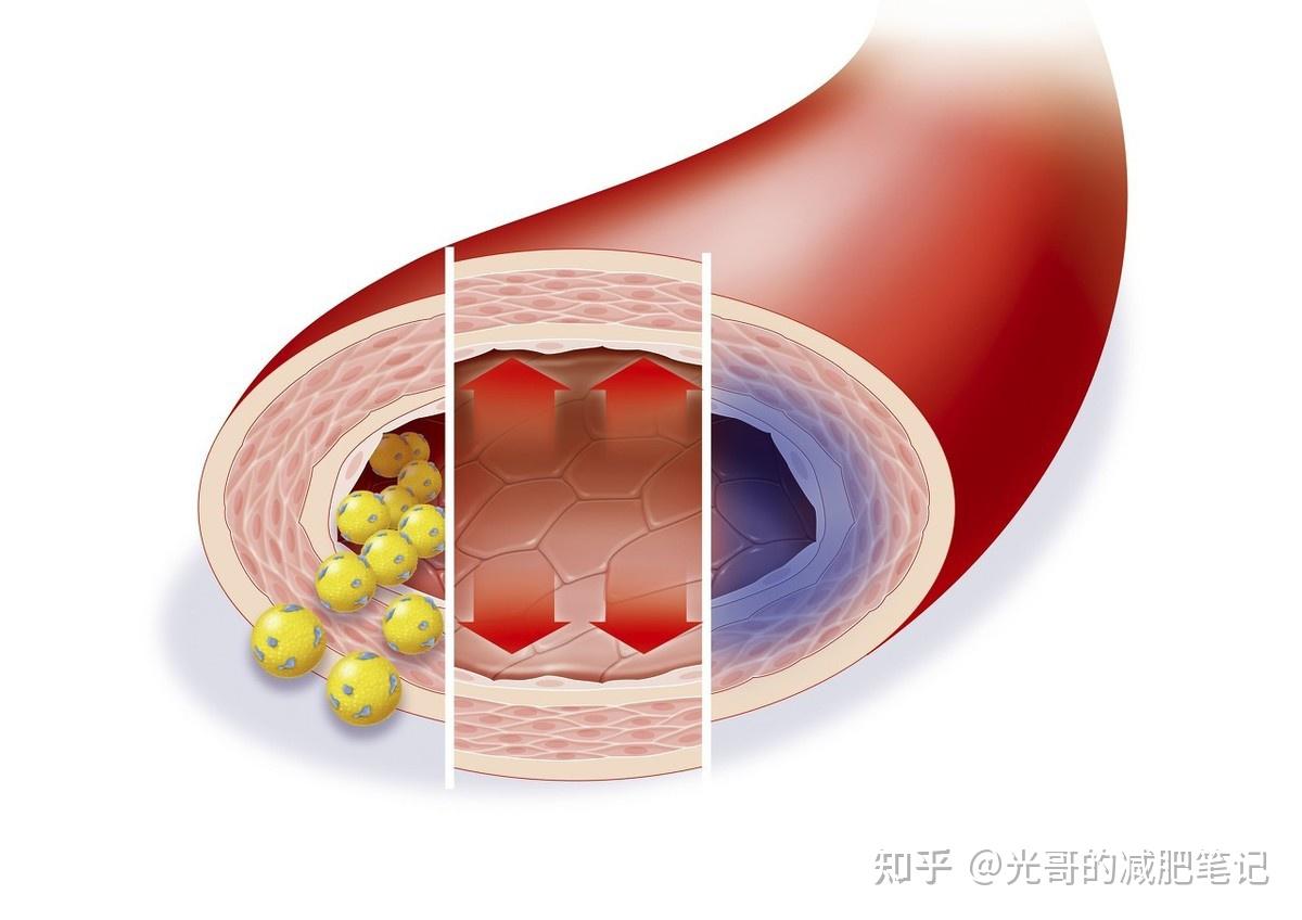 體脂肪過多會讓雌性激素增加雄性激素減少