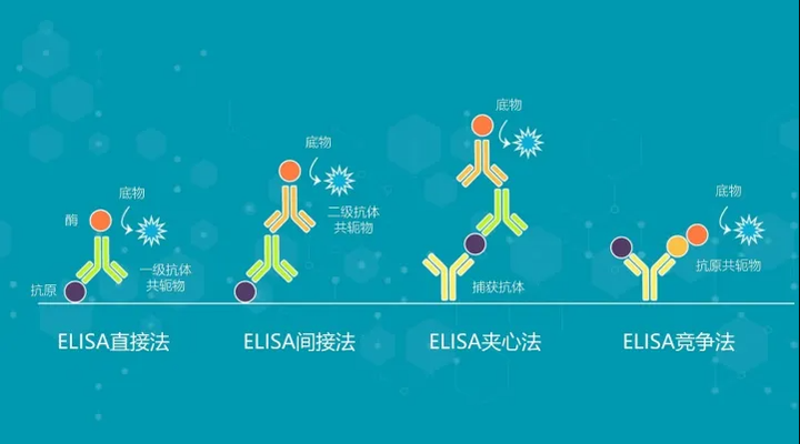 酶联生物一文助你搞定双抗夹心elisa实验