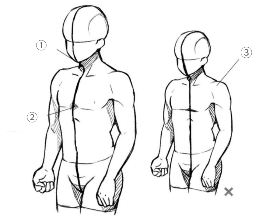 画人体应该怎么打基础? - 知乎