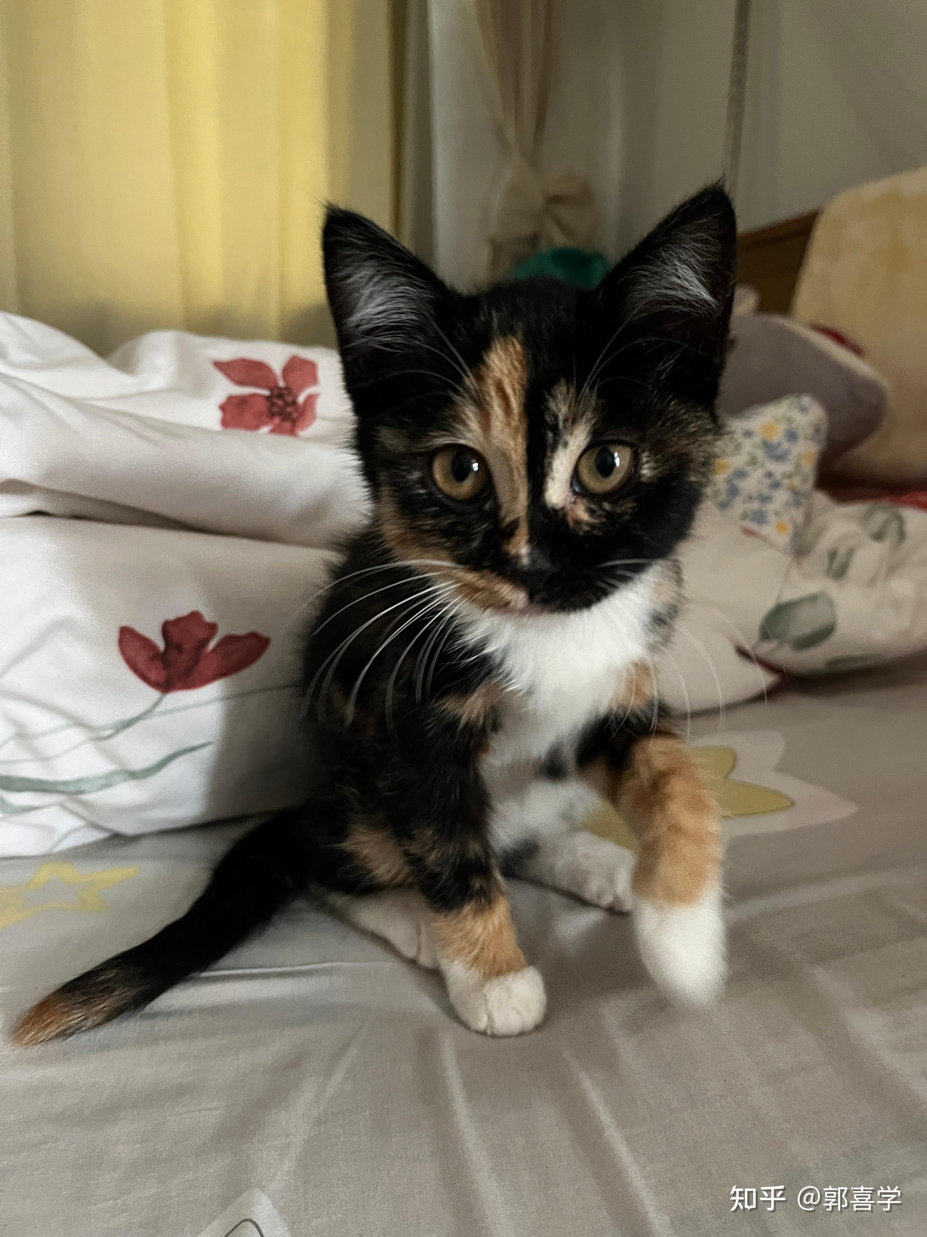 玳瑁猫有没有貌美的例外存在