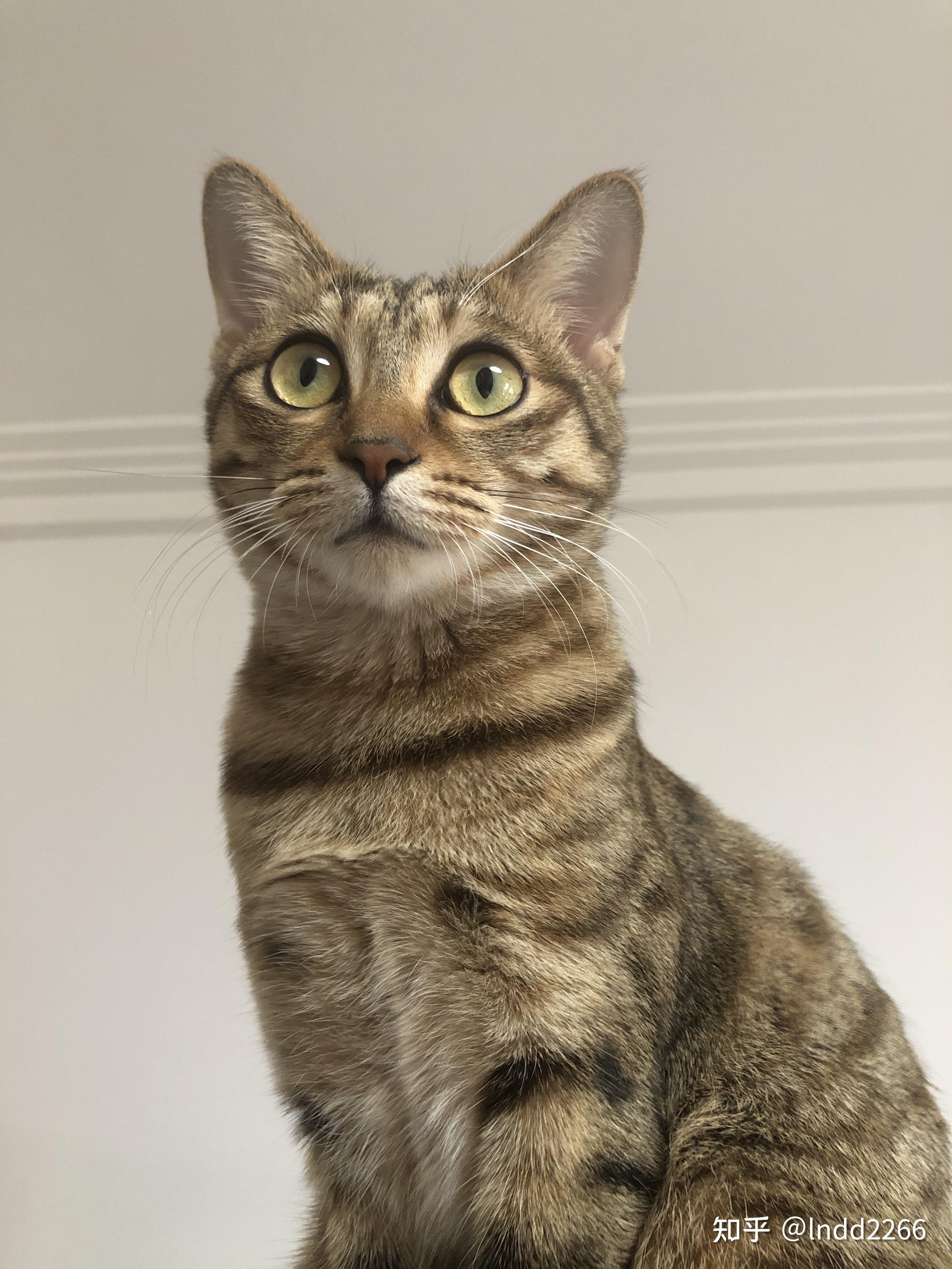 请问我这只白围巾白手套的小猫是狸花猫吗?自己走进店里的. - 知乎