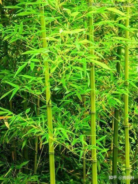 竹子有自强不息,顶天立地的精神,关于竹子的古诗句,值得收藏! - 知乎