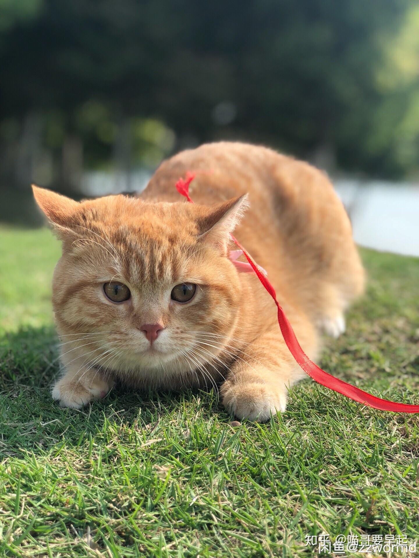 买到一只橘色英短是什么体验? - 知乎