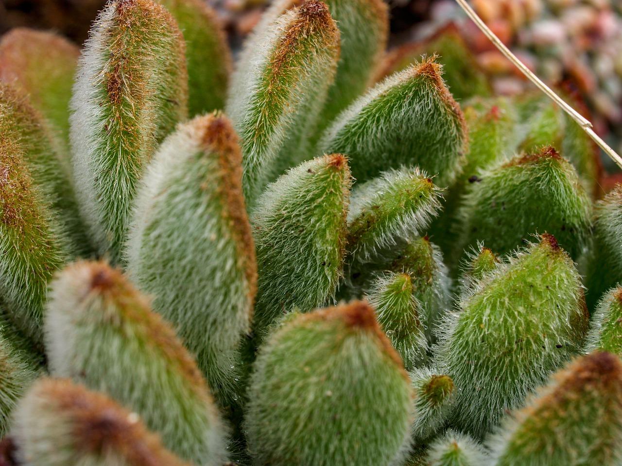 2. 中档吸绒机推荐