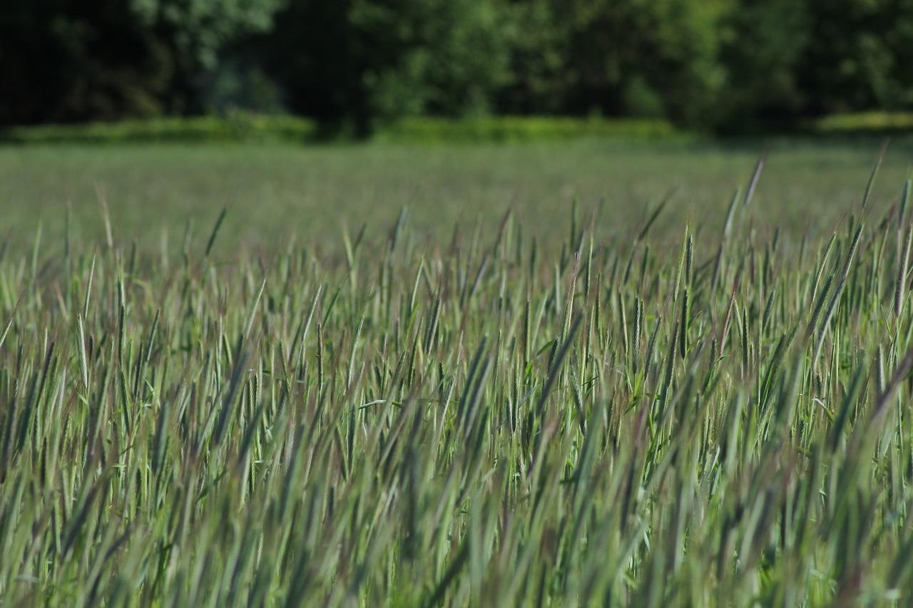 2. 适合黄泥的菜类