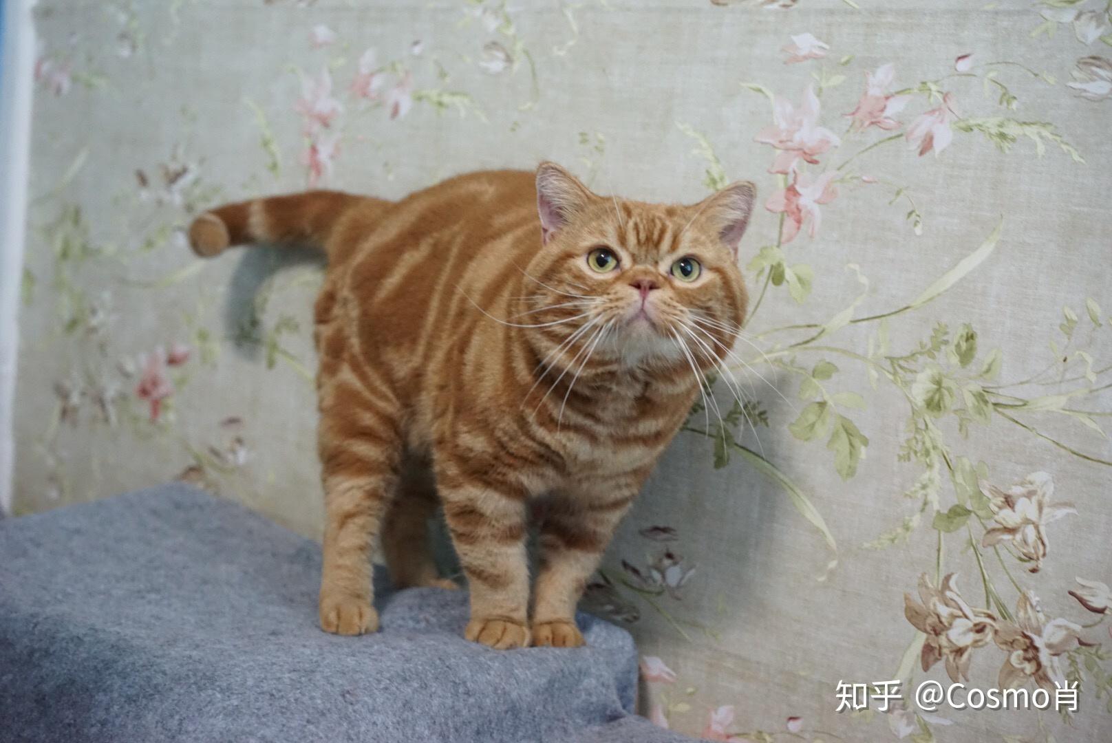为什么美短红虎斑加白那么冷门