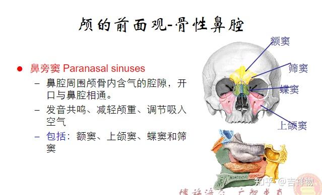 系统解剖学笔记1-颅骨 - 知乎