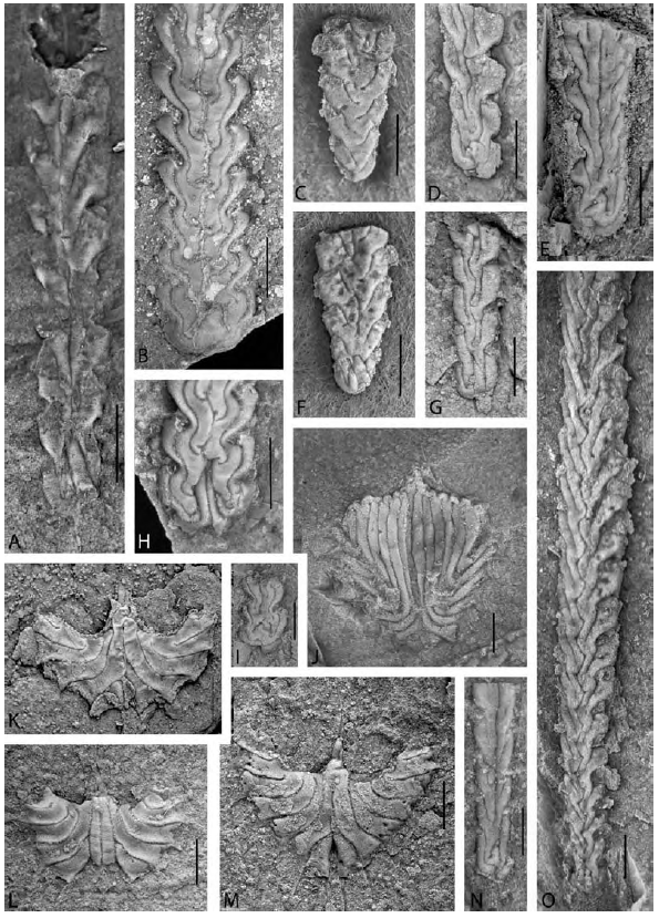 笔石动物活着的时候长啥样?