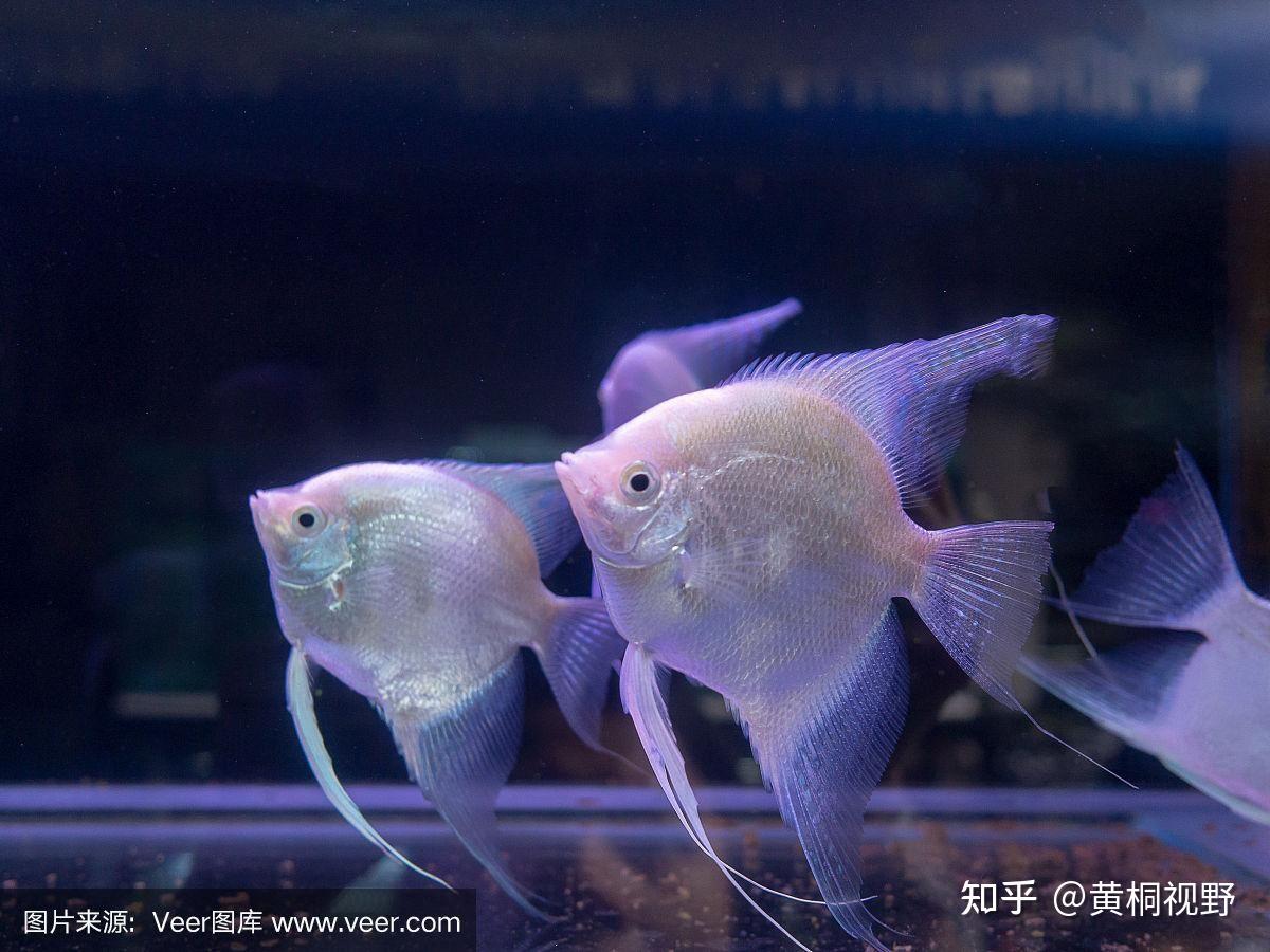 三农大讲堂:天使鱼的养殖方法和注意事项,以及养殖收入和前景。 - 知乎