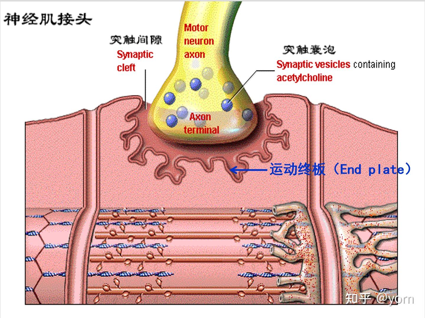 神经肌肉接头处的兴奋传导 - 知乎