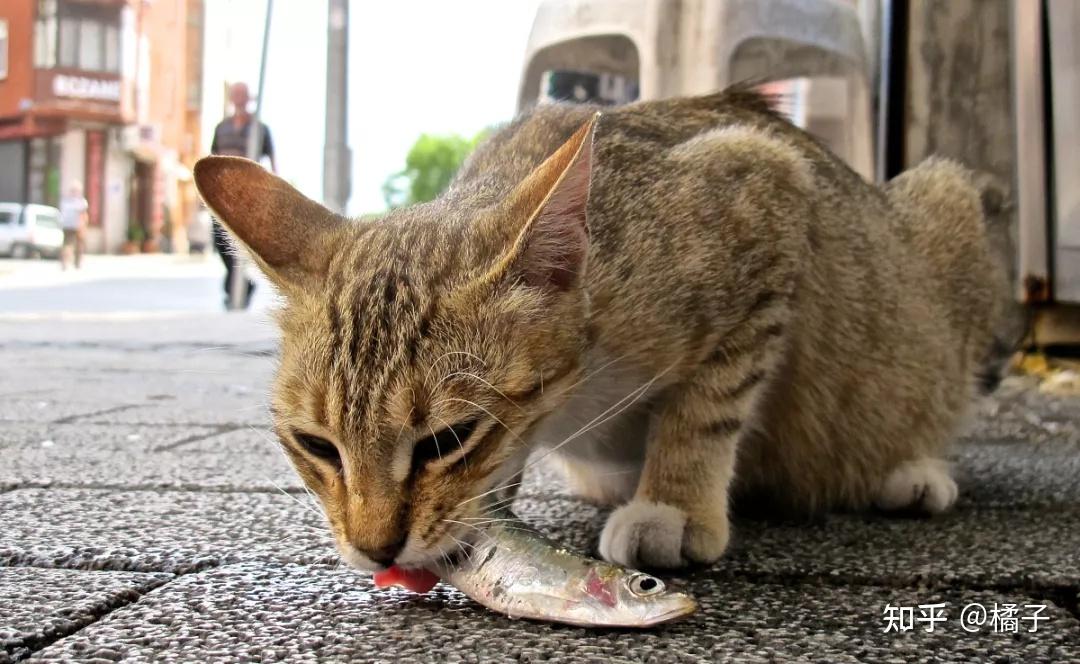 猫吃鱼这个常识是怎么形成的? 