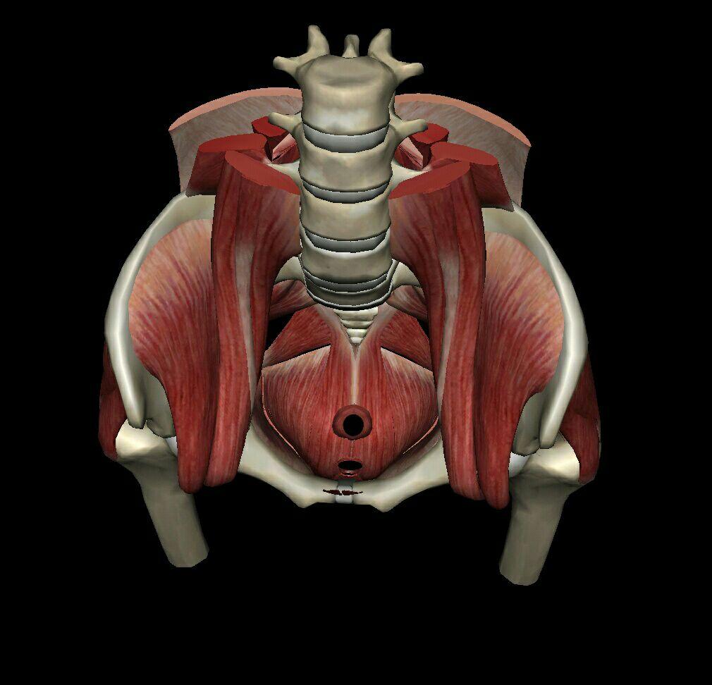 盆底肌括约肌会阴